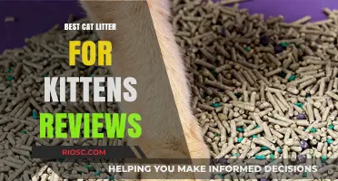 Top-Rated Kitten-Friendly Cat Litter: Expert Reviews and Recommendations