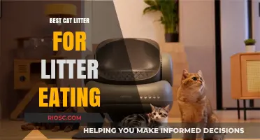 Purr-fectly Safe: Top Cat Litter Options to Prevent Litter Eating