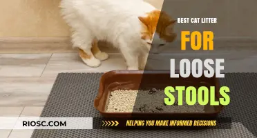 Effective Cat Litter Solutions for Managing Loose Stools: Top Picks for a Cleaner Litter Box