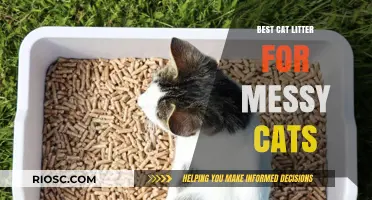 Top Cat Litter Solutions for Messy Cats: Keep Your Home Clean and Odor-Free