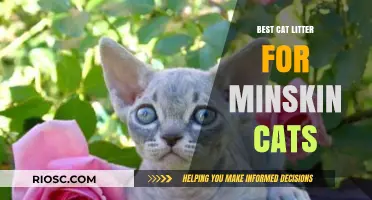 Top Cat Litter Picks for Minskin Cats: Comfort and Cleanliness for Your Hairless Companion