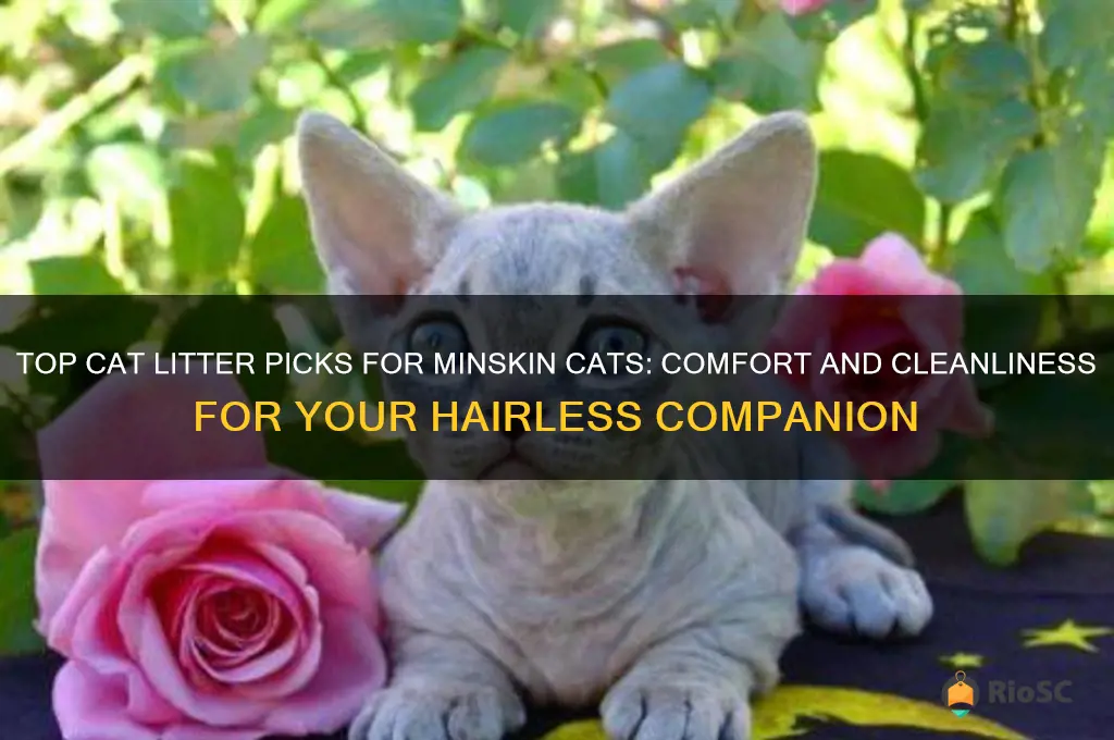 best cat litter for minskin cats