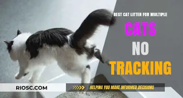 Top Cat Litter Options for Multi-Cat Homes: No Tracking, Maximum Cleanliness
