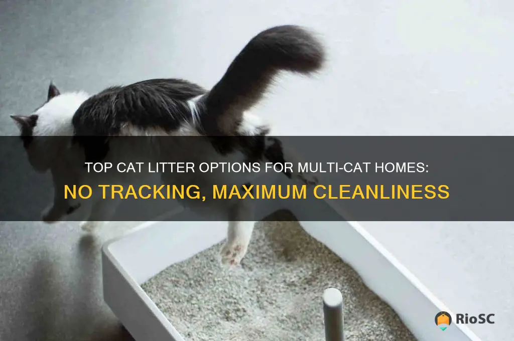 best cat litter for multiple cats no tracking