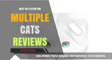 Top-Rated Cat Litter Options for Multi-Cat Households: Expert Reviews and Recommendations