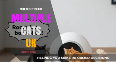 Top-Rated Cat Litter Solutions for Multi-Cat Households in the UK