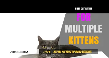 Top Picks: Best Cat Litter for Multiple Kittens – Keep Your Home Clean and Your Kittens Happy