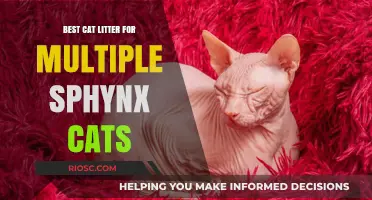 Top-Rated Cat Litter Solutions for Multi-Sphynx Households: Keeping Your Hairless Cats Happy and Healthy