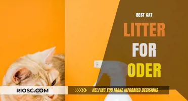 Top Odor-Fighting Cat Litters: Keep Your Home Fresh and Clean