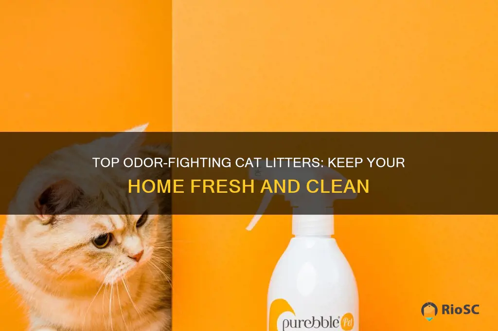 best cat litter for oder