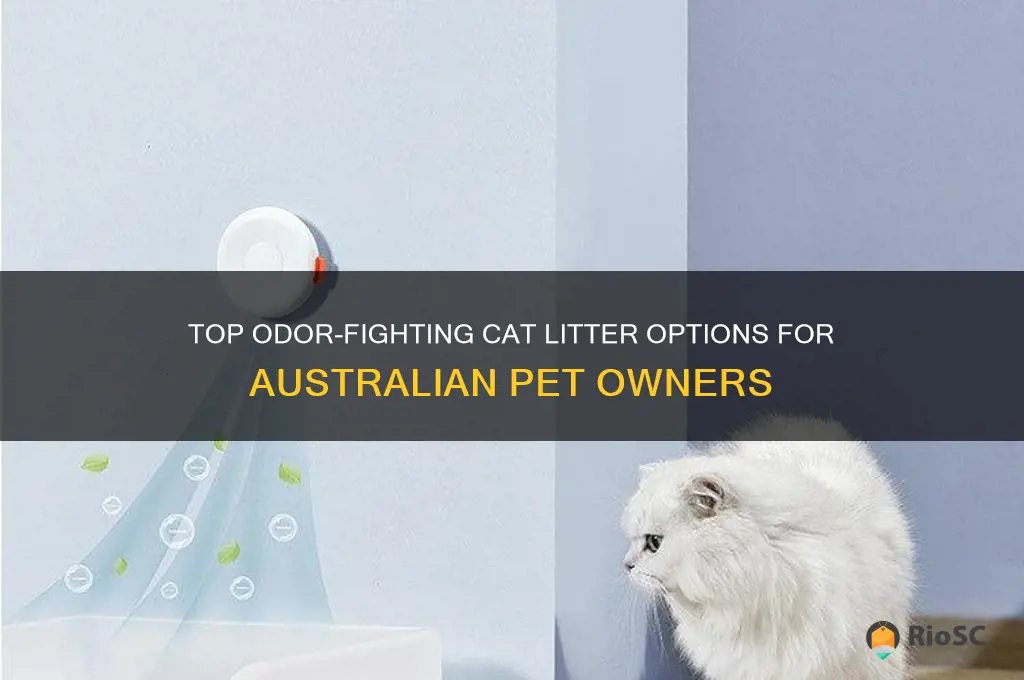best cat litter for odor control australia
