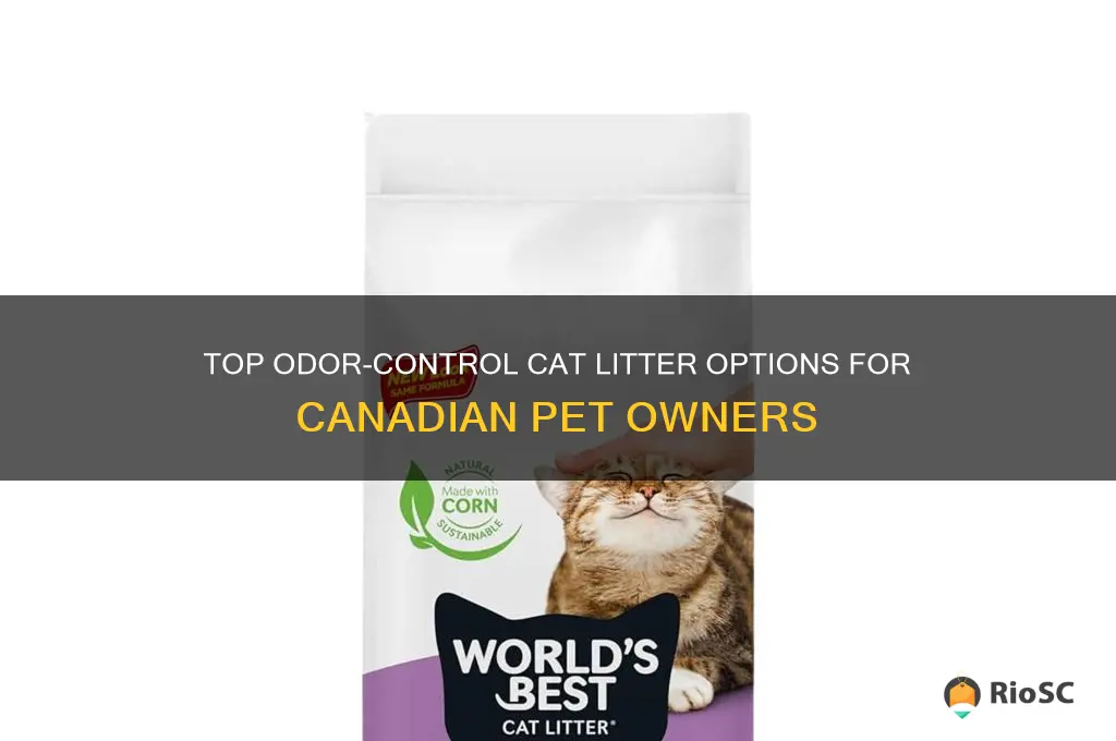best cat litter for odor control canada