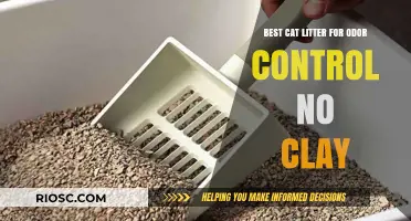 Top Non-Clay Cat Litter Options for Superior Odor Control