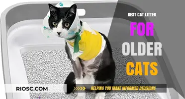 Gentle Paws: Top Cat Litter Choices for Senior Cats' Comfort and Ease