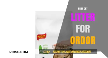 Fresh and Clean: Top Cat Litter Picks for Eliminating Odors
