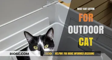 Top Picks: Best Cat Litter for Outdoor Cats to Keep Your Yard Clean and Odor-Free