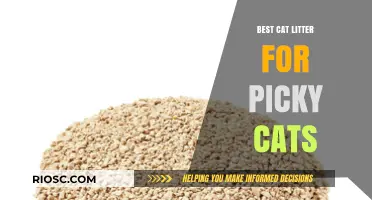 Purr-fectly Picky: Top Cat Litter Choices for Discerning Felines