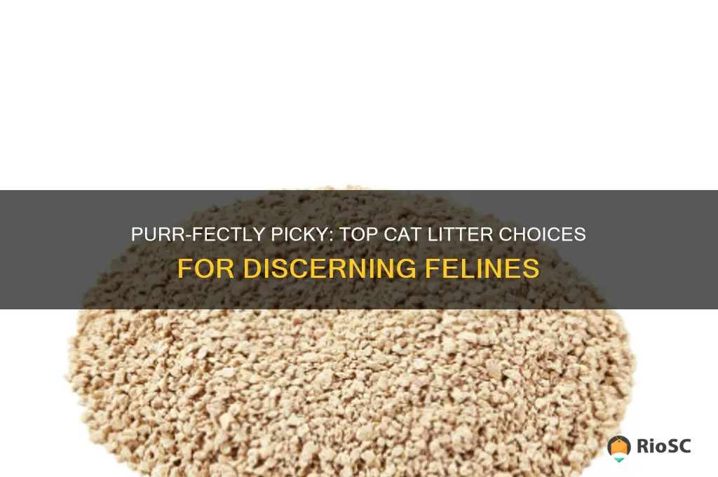 best cat litter for picky cats