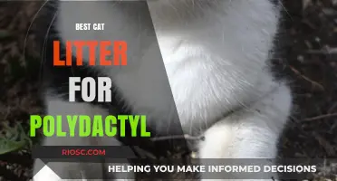 Purr-fect Paws: Top Cat Litter Choices for Polydactyl Cats