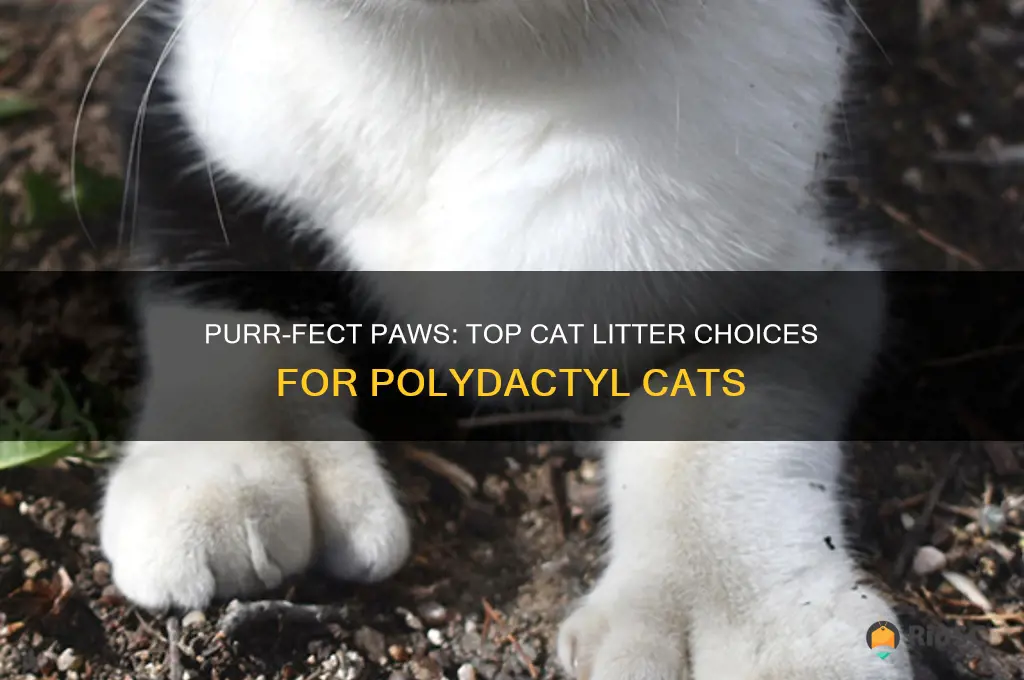 best cat litter for polydactyl
