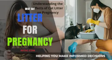Safe and Comfortable: Choosing the Best Cat Litter for Pregnant Cats