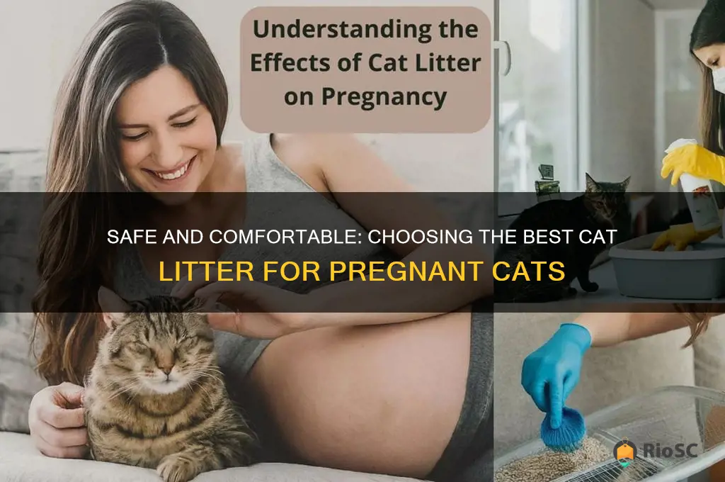 best cat litter for pregnancy