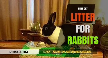 Safe and Comfortable: Top Cat Litter Alternatives for Rabbits