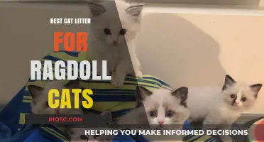 Top-Rated Cat Litter Options Perfect for Ragdoll Cats: Comfort, Odor Control, and Easy Maintenance