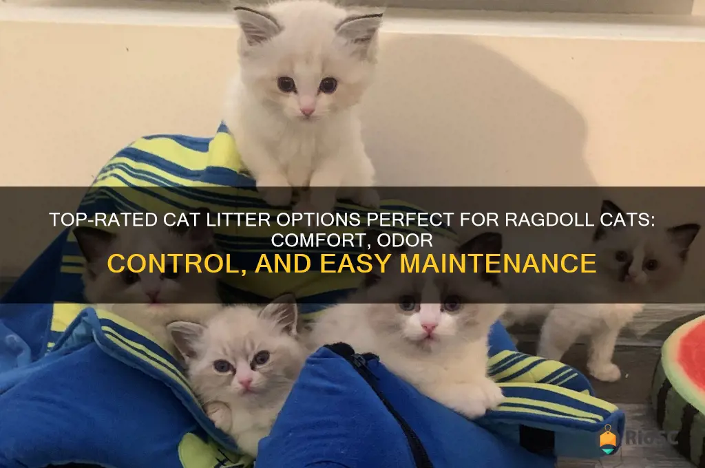 Top-Rated Cat Litter Options Perfect For Ragdoll Cats: Comfort, Odor ...