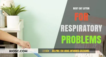 Breath Easy: Top Cat Litter Choices for Cats with Respiratory Issues