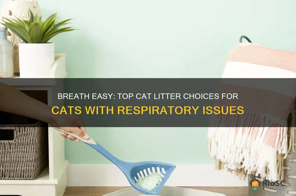 best cat litter for respiratory problems