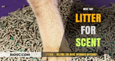 Fresh and Odor-Free: Discover the Best Cat Litter for Scent Control