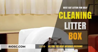 Top Self-Cleaning Litter Box Cat Litter Recommendations for Effortless Maintenance