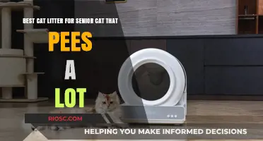Top Cat Litter Solutions for Senior Cats with Frequent Urination: Comfort and Odor Control