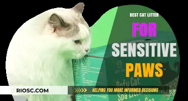 Gentle Paws: Top Cat Litter Options for Sensitive Cats