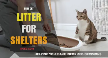 Top Eco-Friendly and Cost-Effective Cat Litter Options for Shelters