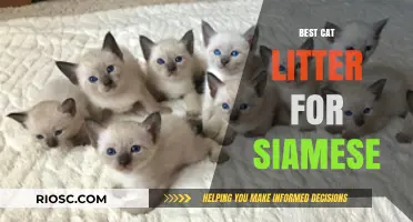 Top Cat Litter Picks for Siamese Cats: Comfort, Odor Control, and Easy Cleaning