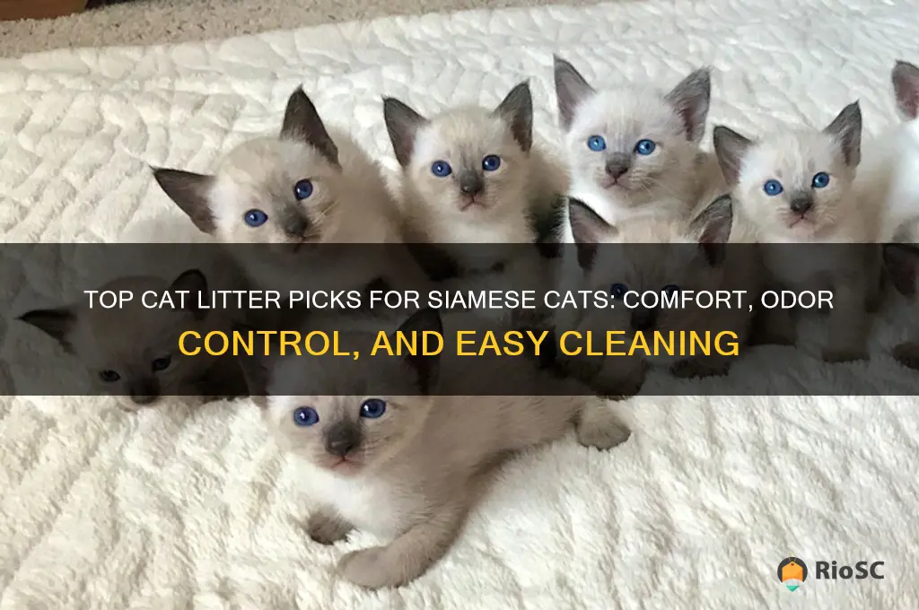 best cat litter for siamese