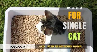 Purr-fect Choice: Top Cat Litter Options for Your Solo Feline Companion