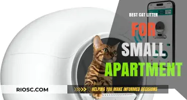Compact and Odor-Free: The Best Cat Litter Solutions for Small Apartments
