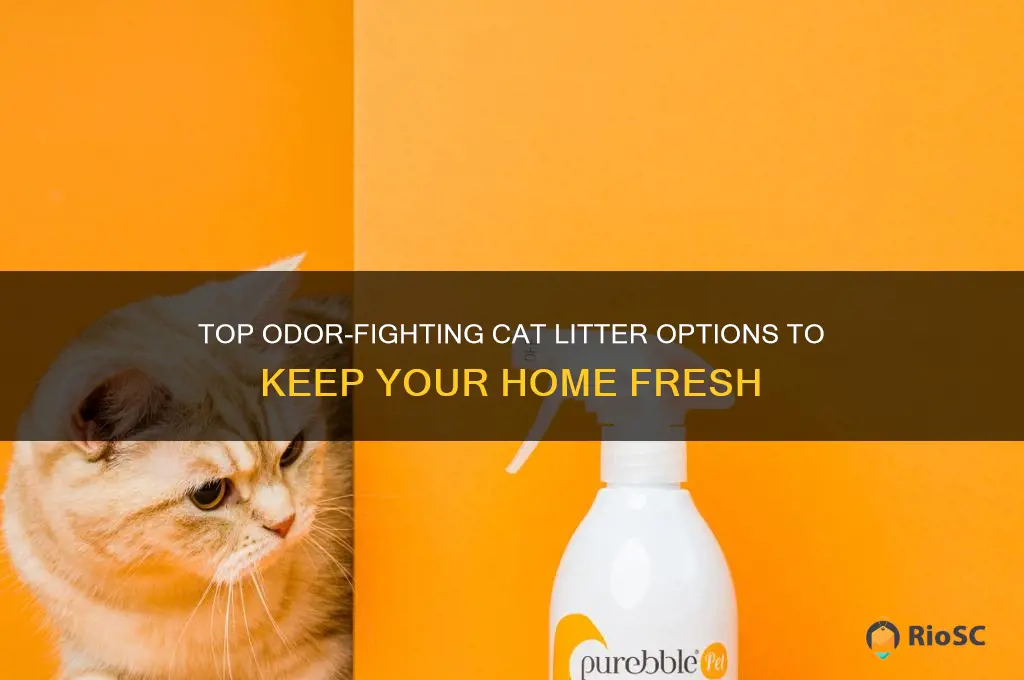 best cat litter for smel