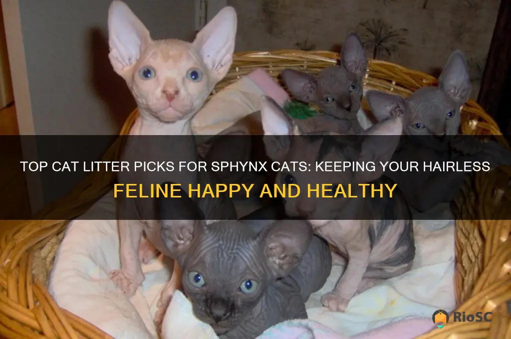 best cat litter for sphynx