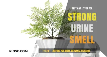 Eliminate Strong Urine Smells: Top Cat Litter Solutions for Odor Control