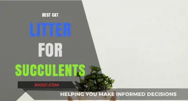 Revitalize Your Succulents: Discover the Best Cat Litter Alternatives for Healthy Growth