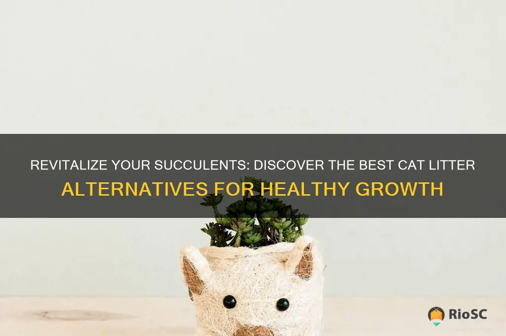 best cat litter for succulents