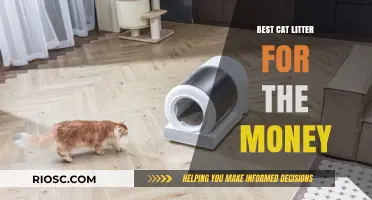 Top Affordable Cat Litter Options: Quality and Value for Your Money