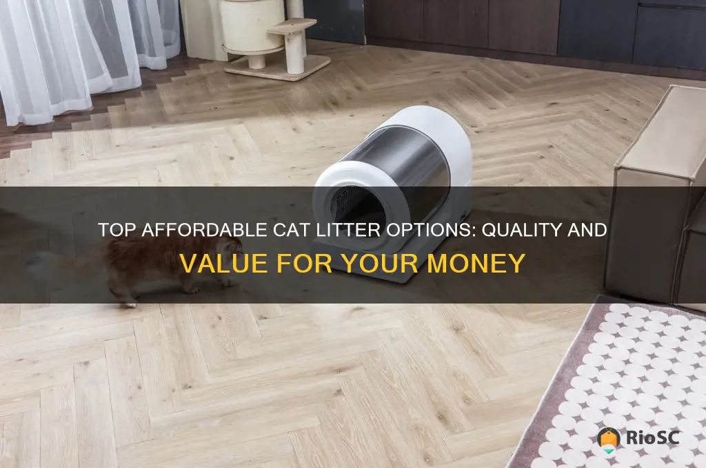 best cat litter for the money