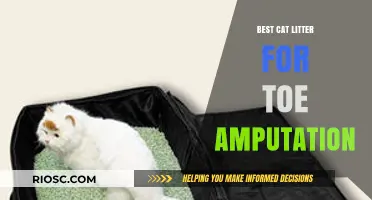 Gentle Paws: Top Cat Litter Choices for Post-Toe Amputation Recovery