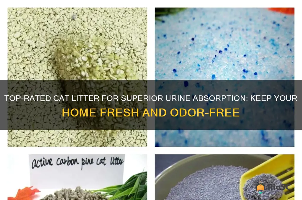 best cat litter for urine absorption