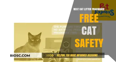 Top Fragrance-Free Cat Litter Options for Optimal Feline Safety and Comfort